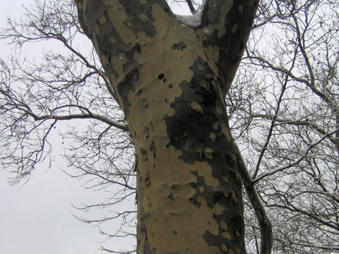 Platanus occidentalis