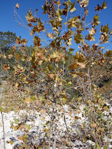 Platanus occidentalis