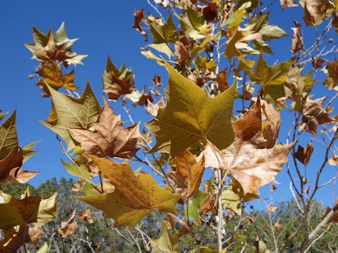 Platanus occidentalis