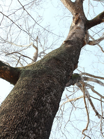 Platanus occidentalis