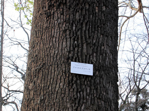 Platanus occidentalis