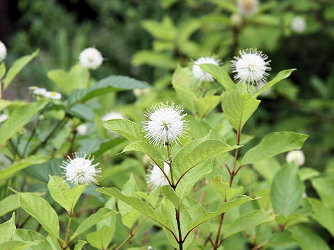 アメリカタニワタリノキ Cephalanthus Occidentalis