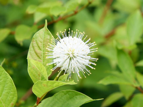 Cephalanthus occidentalis