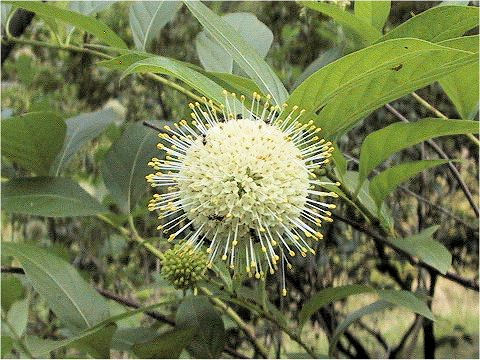 Cephalanthus occidentalis