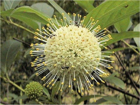 Cephalanthus occidentalis