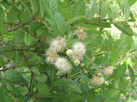 Cephalanthus occidentalis