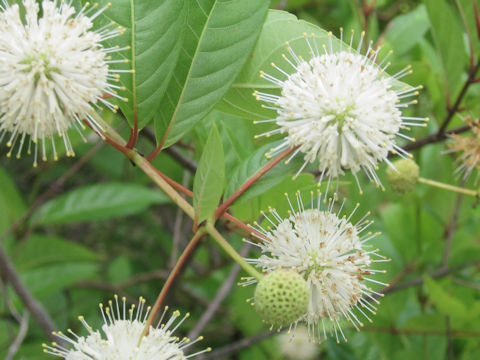 Cephalanthus occidentalis