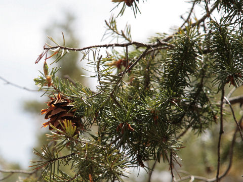 Pseudotsuga menziesii