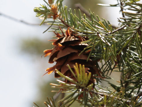 Pseudotsuga menziesii