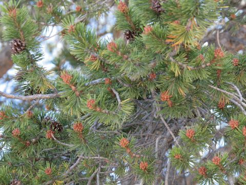 Pseudotsuga menziesii