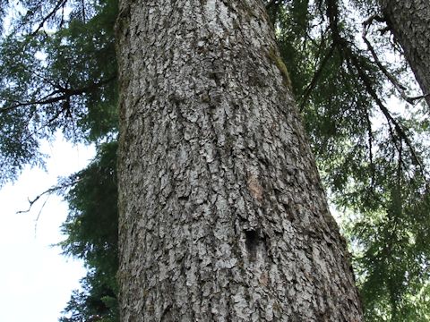 Tsuga heterophylla