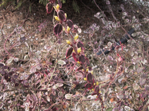 Euonymus fortunei var. radicans cv. Emerald Gaiety