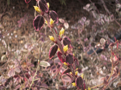 Euonymus fortunei var. radicans cv. Emerald Gaiety