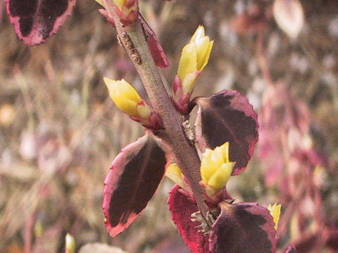 Euonymus fortunei var. radicans cv. Emerald Gaiety