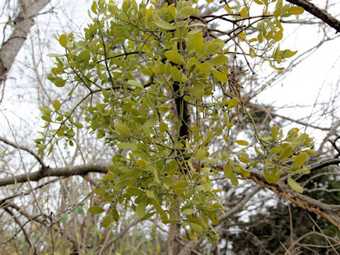 Phoradendron leucarpum