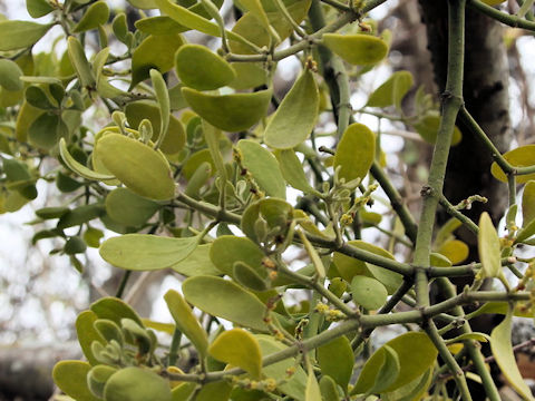 Phoradendron leucarpum