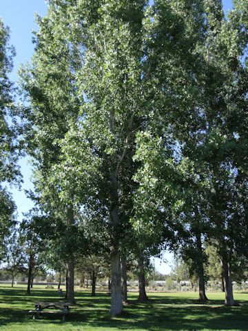 Populus tremuloides