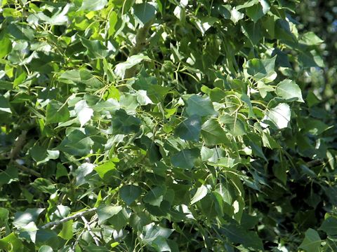 Populus tremuloides