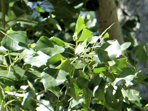 Populus tremuloides