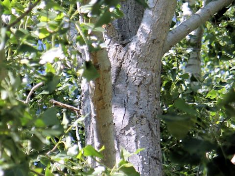 Populus tremuloides