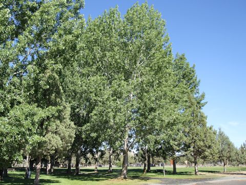 Populus tremuloides