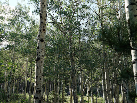 Populus tremuloides