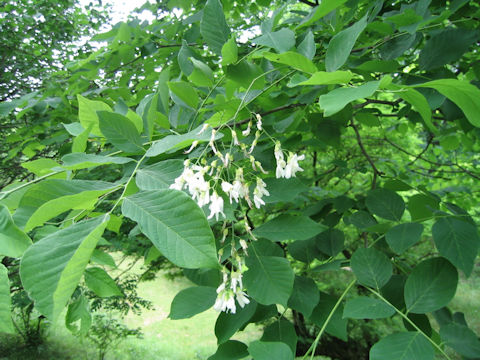 Cladrastis lutea