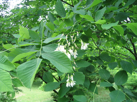 Cladrastis lutea