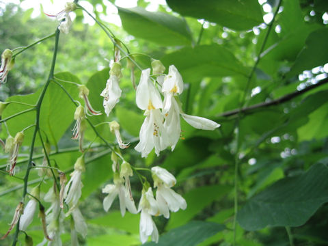 Cladrastis lutea