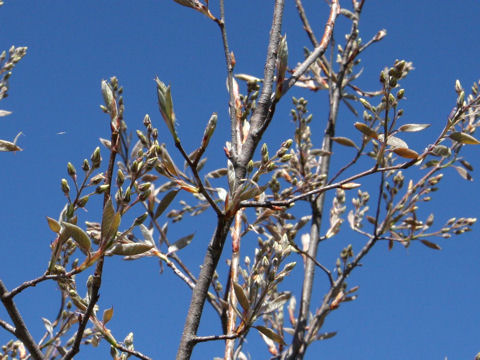 Amelanchier canadensis