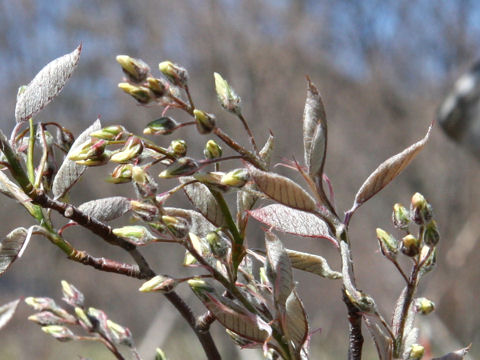 Amelanchier canadensis