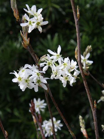 Amelanchier canadensis