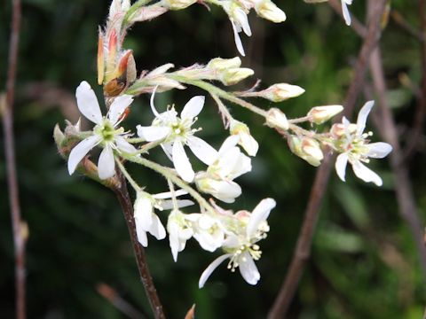 Amelanchier canadensis