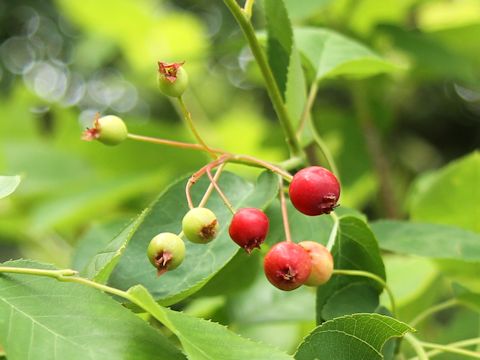 Amelanchier canadensis