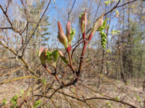 Amelanchier canadensis