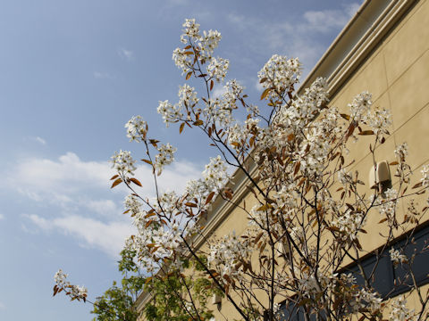 Amelanchier canadensis