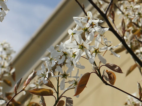 Amelanchier canadensis