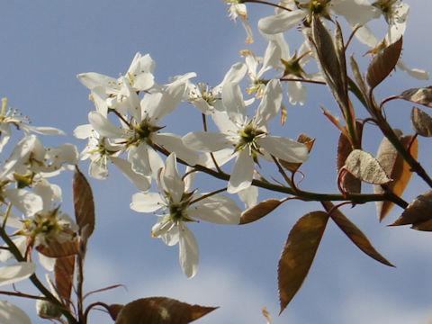 Amelanchier canadensis