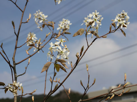 Amelanchier canadensis