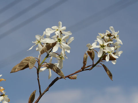 Amelanchier canadensis