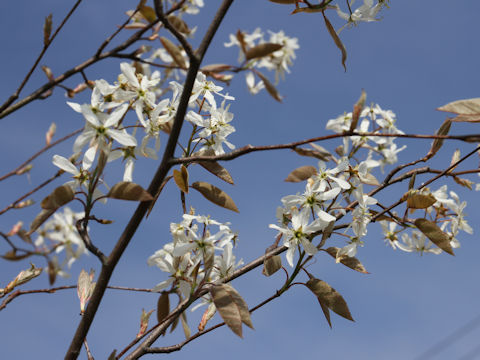 Amelanchier canadensis