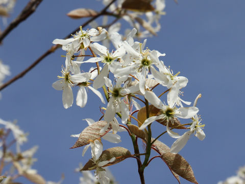 Amelanchier canadensis