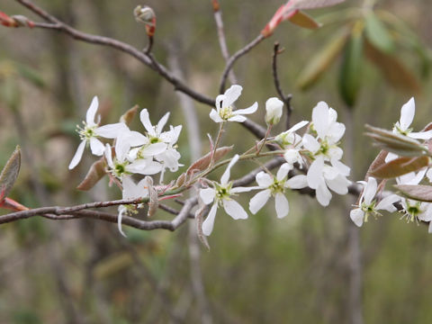 Amelanchier canadensis