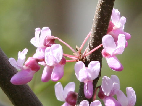 Cercis canadensis