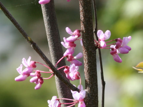 Cercis canadensis