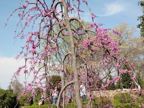 Cercis canadensis cv. Covey