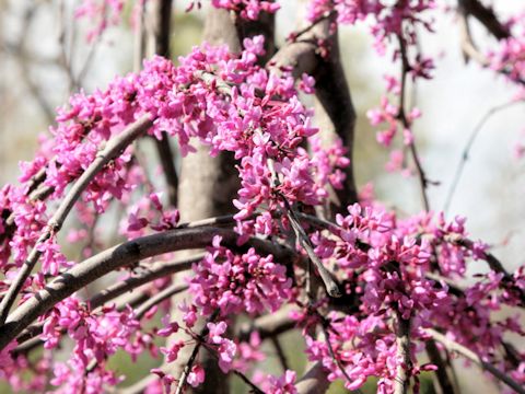 Cercis canadensis cv. Covey