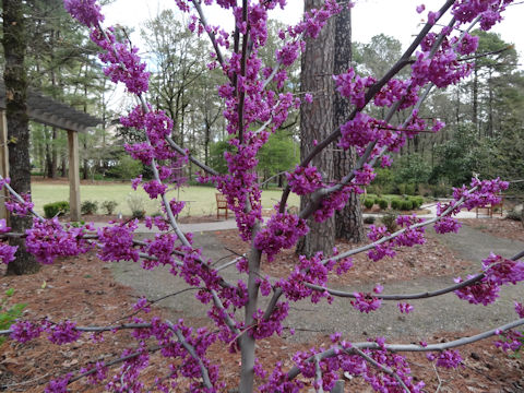 Cercis canadensis