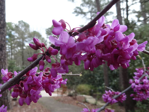 Cercis canadensis