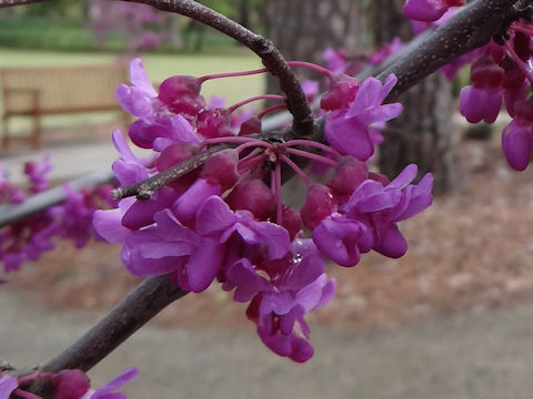 Cercis canadensis